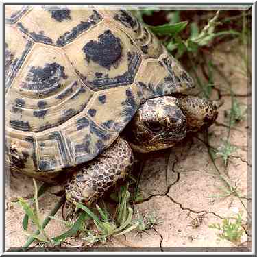 A turtle on badlands of Nahal Besor in Eshkol ...[6 words]... The Middle East, February 27, 2001