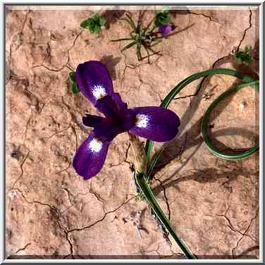 A dwarf iris in northern Negev Desert in Eshkol ...[6 words]... The Middle East, February 27, 2001