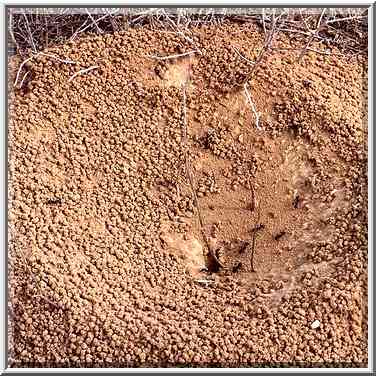 An ant mound in northern Negev Desert in Eshkol ...[6 words]... The Middle East, February 27, 2001