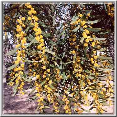 A blooming eucalyptus (?) near picnic tables in ...[7 words]... The Middle East, February 27, 2001