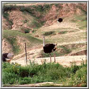 An ostrich farm opposite to the turn of the road ...[8 words]... The Middle East, February 27, 2001