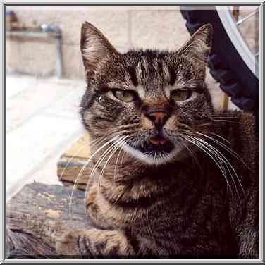 A cat near King Davids Tomb. Jerusalem, the Middle East, March 1, 2001