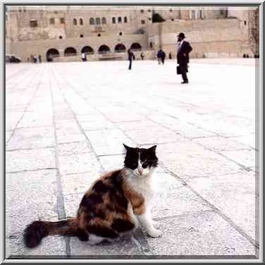 Old City, one of numerous cats near Western Wall. Jerusalem, the Middle East, March 1, 2001