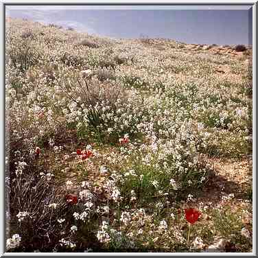 Spring flowers on a trail starting from a damn of ...[4 words]... Yeroham, the Middle East, March 8, 2001