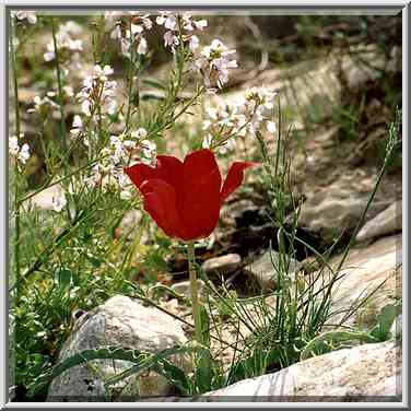 A tulip in Negev Desert, on a mountain ridge ...[3 words]... The Middle East, March 8, 2001