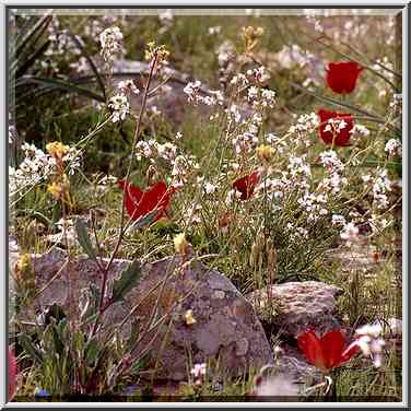 Spring flowers in Negev Desert, on a mountain ...[4 words]... The Middle East, March 8, 2001