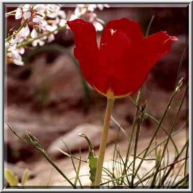 A tulip in Negev Desert, on a mountain ridge ...[3 words]... The Middle East, March 8, 2001