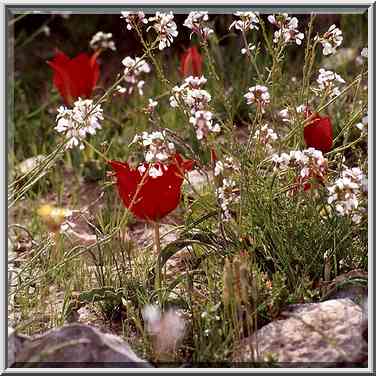 Spring flowers in Negev Desert, on a mountain ...[4 words]... The Middle East, March 8, 2001