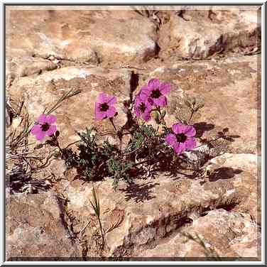 Spring flowers on rocks of Negev Desert, on a ...[5 words]... The Middle East, March 8, 2001