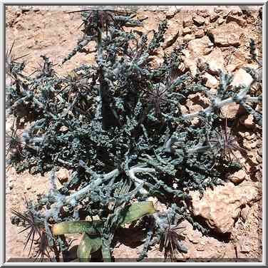 A thorny plant in Negev Desert, on a mountain ...[4 words]... The Middle East, March 8, 2001