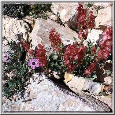 Spring plant in Negev Desert, on a mountain ridge ...[3 words]... The Middle East, March 8, 2001