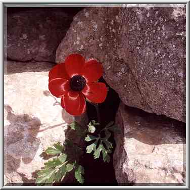 Red anemone (adonis?) flower on a mountain ridge ...[3 words]... The Middle East, March 8, 2001