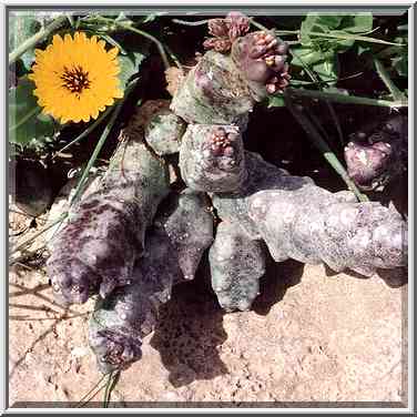 Succulent plants in Negev Desert, on a mountain ...[4 words]... The Middle East, March 8, 2001