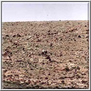 Bedouin sheep on a mountain ridge behind Yeroham reservoir. The Middle East, March 8, 2001