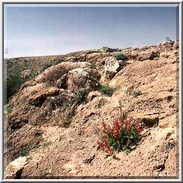 Spring plants in Negev Desert, on a mountain ...[4 words]... The Middle East, March 8, 2001