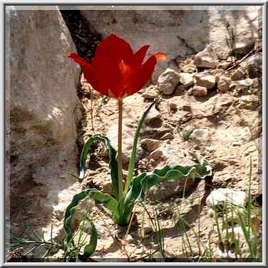 A tulip in Negev Desert, on a mountain ridge ...[3 words]... The Middle East, March 8, 2001