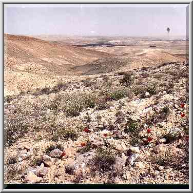 Spring desert near a trail descending from a ...[5 words]... The Middle East, March 8, 2001