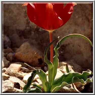 A tulip on a trail descending from a mountain ...[4 words]... The Middle East, March 8, 2001