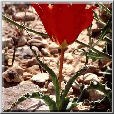 A tulip on a trail descending from a mountain ...[4 words]... The Middle East, March 8, 2001