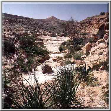 A dry riverbed at spring of a tributary of Nahal ...[9 words]... The Middle East, March 8, 2001