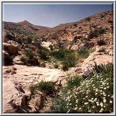 Spring flowers in a riverbed of a tributary of ...[10 words]... The Middle East, March 8, 2001