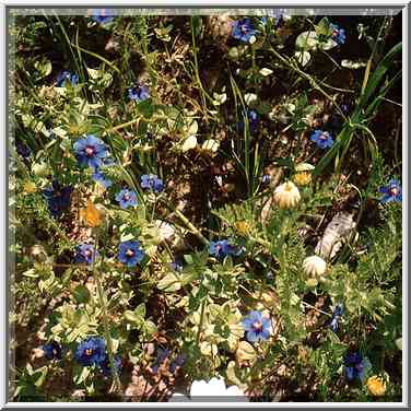 Veronica (?) flowers in a riverbed of a tributary ...[11 words]... The Middle East, March 8, 2001