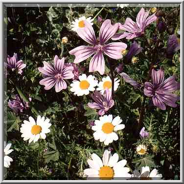 Common flowers in a riverbed of a tributary of ...[10 words]... The Middle East, March 8, 2001