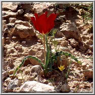 A tulip and wild onions (?) on a trail descending ...[7 words]... The Middle East, March 8, 2001