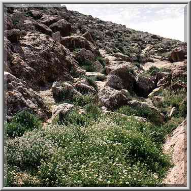 Spring flowers in a riverbed near a trail ...[8 words]... The Middle East, March 8, 2001