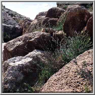 Spring flowers among rocks in a riverbed near a ...[9 words]... The Middle East, March 8, 2001