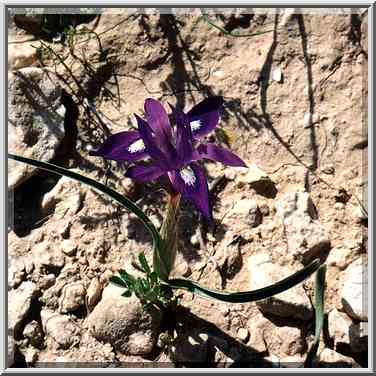 A dwarf iris in Negev Desert on a trail ...[8 words]... The Middle East, March 8, 2001