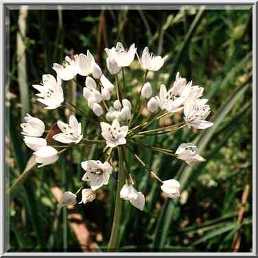 Garlic-like flowers in a riverbed of a tributary ...[11 words]... The Middle East, March 8, 2001