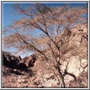 Geological Trail in Timna mountains, near the end. The Middle East, March 15, 2001