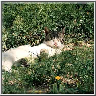 Near Ben Gurion Blvd. Beer-Sheva, the Middle East, March 16, 2001