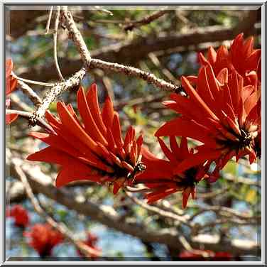 Coral tree near Wingate St. Beer-Sheva, the Middle East, March 16, 2001