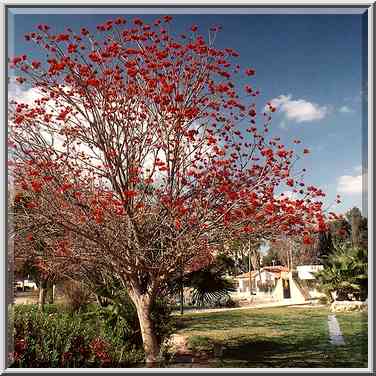 Coral tree in Gan Remez garden. Beer-Sheva, the Middle East, March 16, 2001