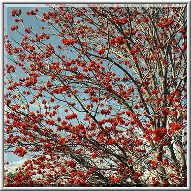 Coral tree in Gan Remez garden. Beer-Sheva, the Middle East, March 16, 2001