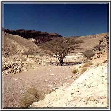 A creek near Ein Netafim spring, 3 miles ...[2 words]... Eilat. The Middle East, March 22, 2001