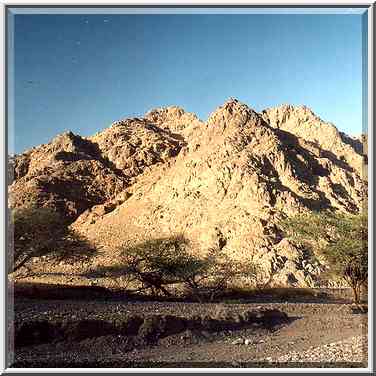 Acacia trees along a jeep track in Netafim River ...[7 words]... Eilat. The Middle East, March 22, 2001