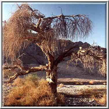 Acacia killed by parasites in Netafim River in ...[6 words]... Eilat. The Middle East, March 22, 2001