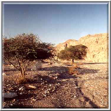 Acacia with parasites blooming by red flowers ...[14 words]... Eilat. The Middle East, March 22, 2001