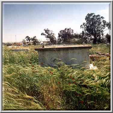 Poppies in abandoned Moslem cemetery in central Beer-Sheva. The Middle East, March 23, 2001