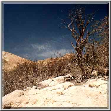 Dried plants at Ein Gedi spring, now flowing ...[2 words]... a pipe. The Middle East, March 29, 2001