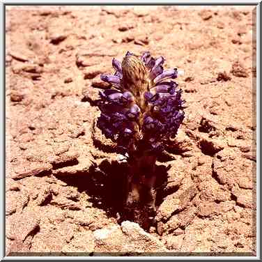 A fleshy parasite (?) plant in dunes in northern Ashkelon. The Middle East, April 5, 2001