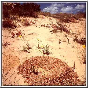 Ant mound in dunes north from Ashkelon. The Middle East, April 5, 2001