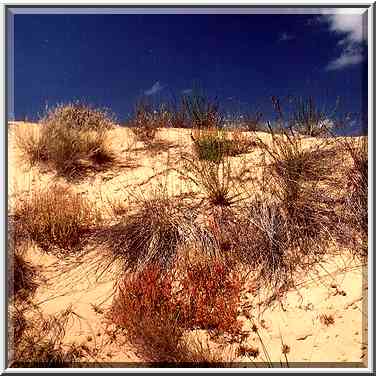 Dunes along a road north from Ashkelon. The Middle East, April 5, 2001