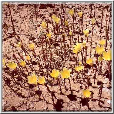 Flowers on a roadside north from Ashkelon. The Middle East, April 5, 2001