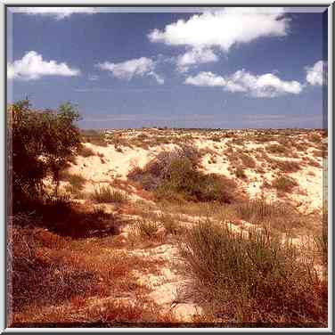 Dunes along a road north from Ashkelon, near Tel ...[3 words]... reserve. The Middle East, April 5, 2001