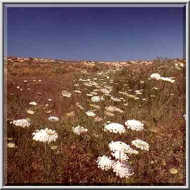 Dunes along a road north from Ashkelon, near Tel Poran. The Middle East, April 5, 2001