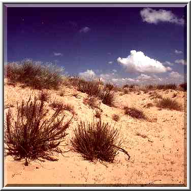 Dunes north from Ashkelon. The Middle East, April 5, 2001